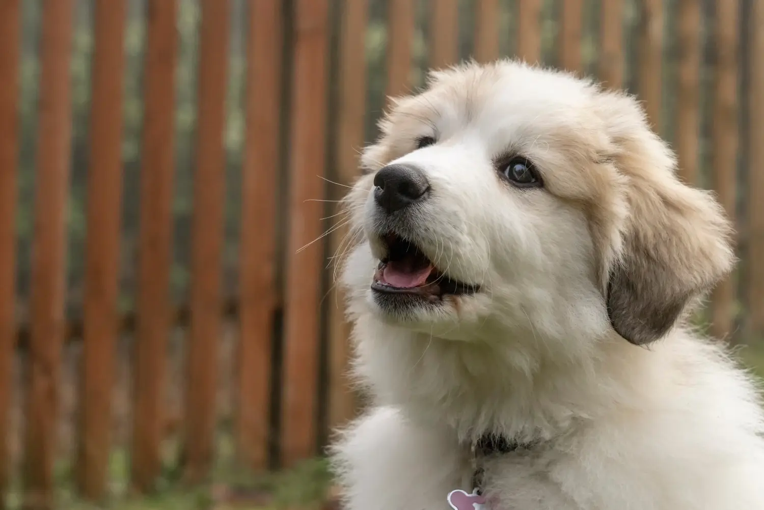 Comprar um cachorro Cão de Montanha dos Pirinéus significa assumir responsabilidades! Comprar cachorros do Cão de Montanha dos Pirinéus.