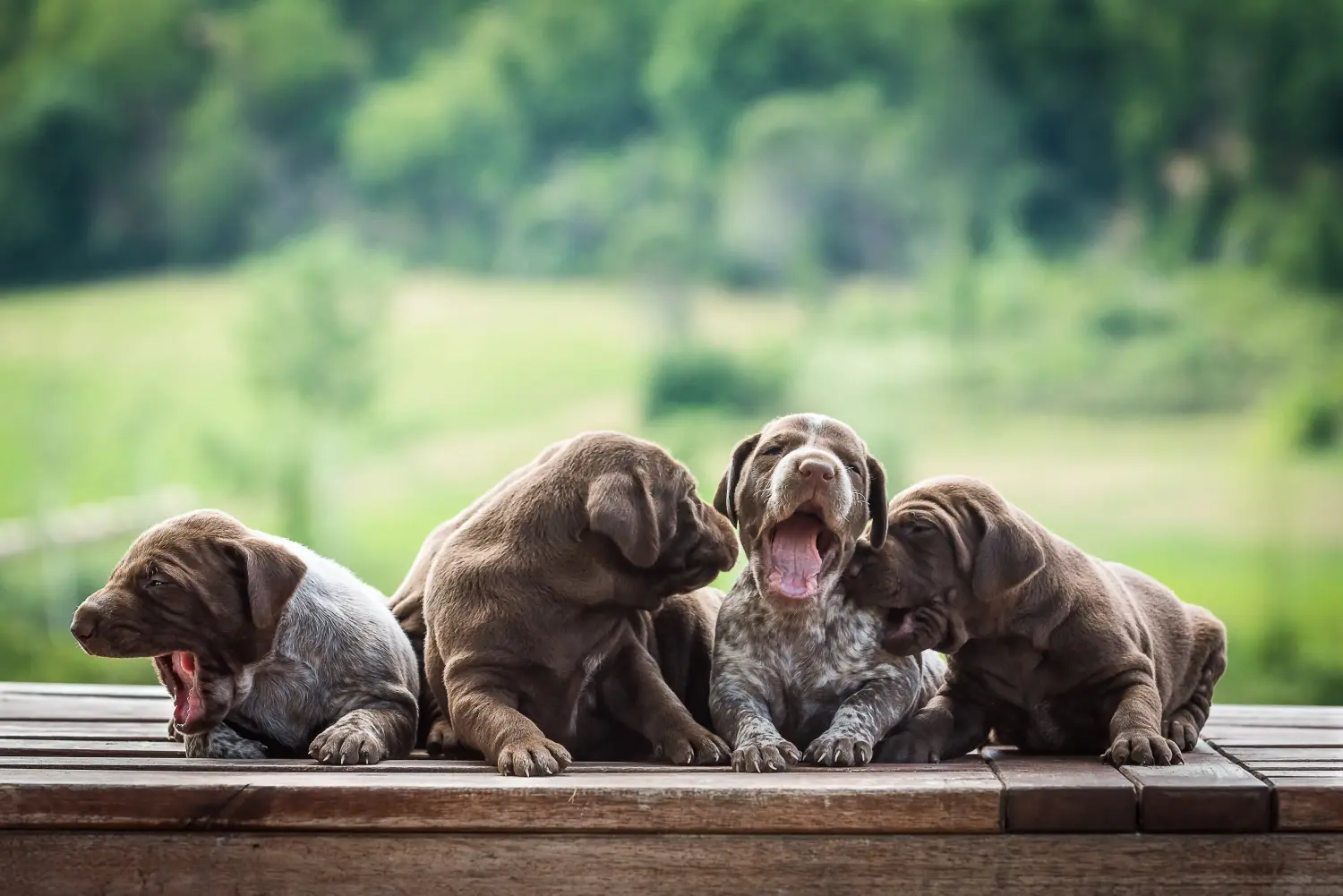 Comprar um cachorro de pelo curto alemão significa assumir responsabilidades! Comprar cachorros de pelo curto alemão.