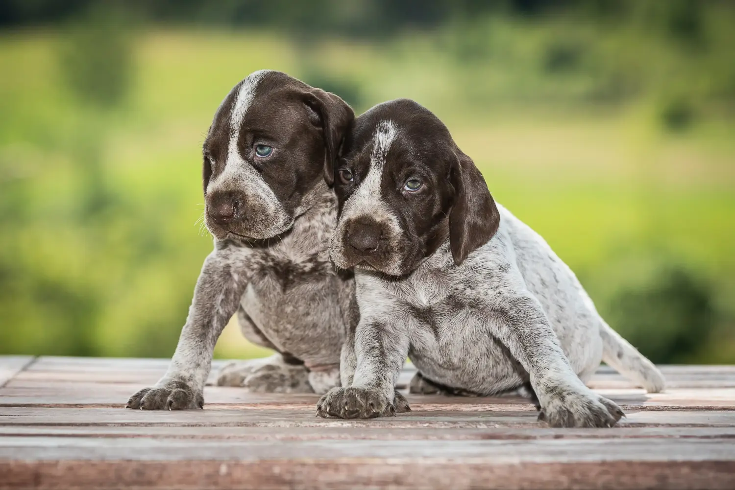 Comprar um cachorro de pelo curto alemão significa assumir responsabilidades! Comprar cachorros de pelo curto alemão.