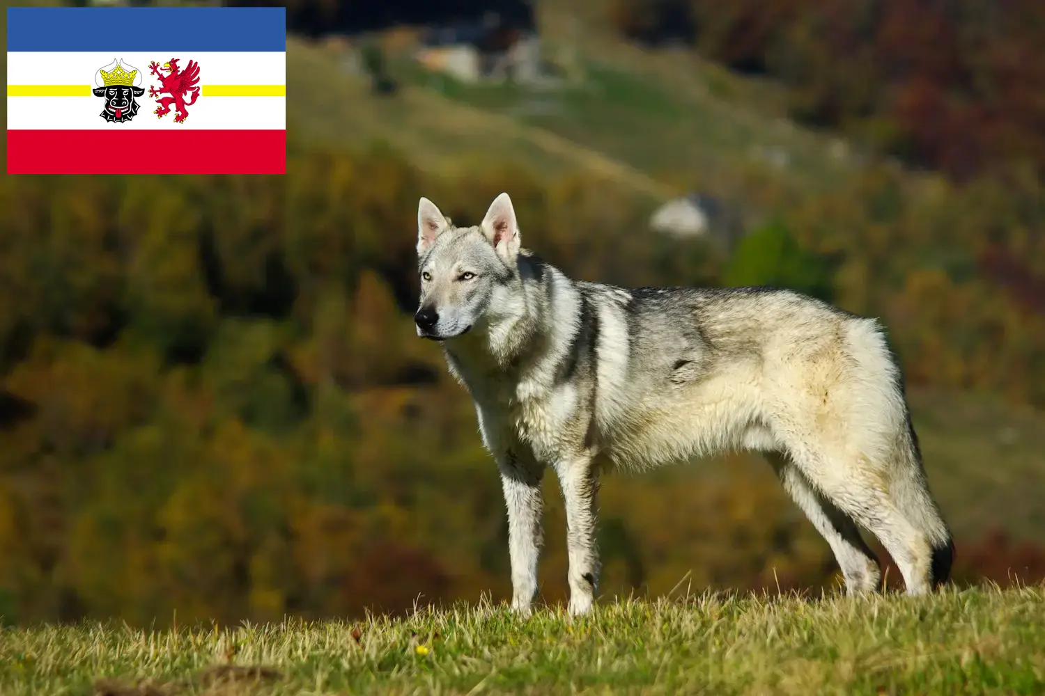 Read more about the article Criadores e cachorros de cães-lobo da Checoslováquia em Mecklenburg-Vorpommern