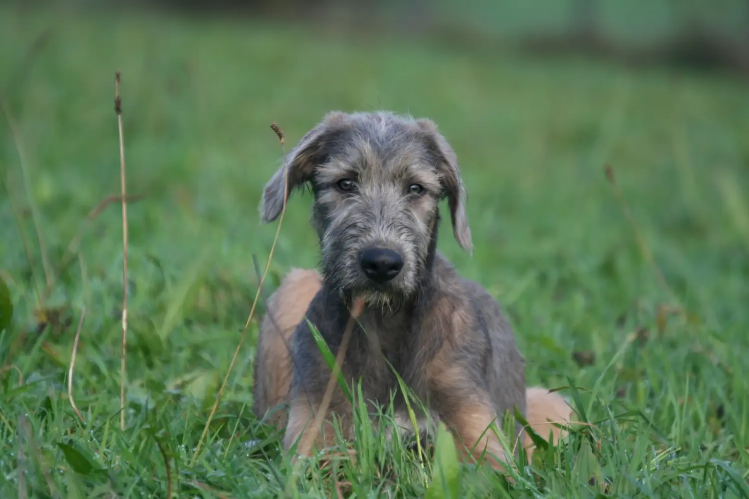 Comprar um cachorro Irish Wolfhound significa assumir responsabilidades! Comprar cachorros de Irish Wolfhound.