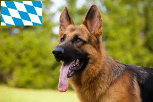 Read more about the article Criadores de cães de pastor e cachorros na Baviera