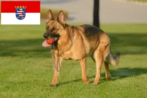 Read more about the article Criadores de cães de pastor e cachorros em Hessen