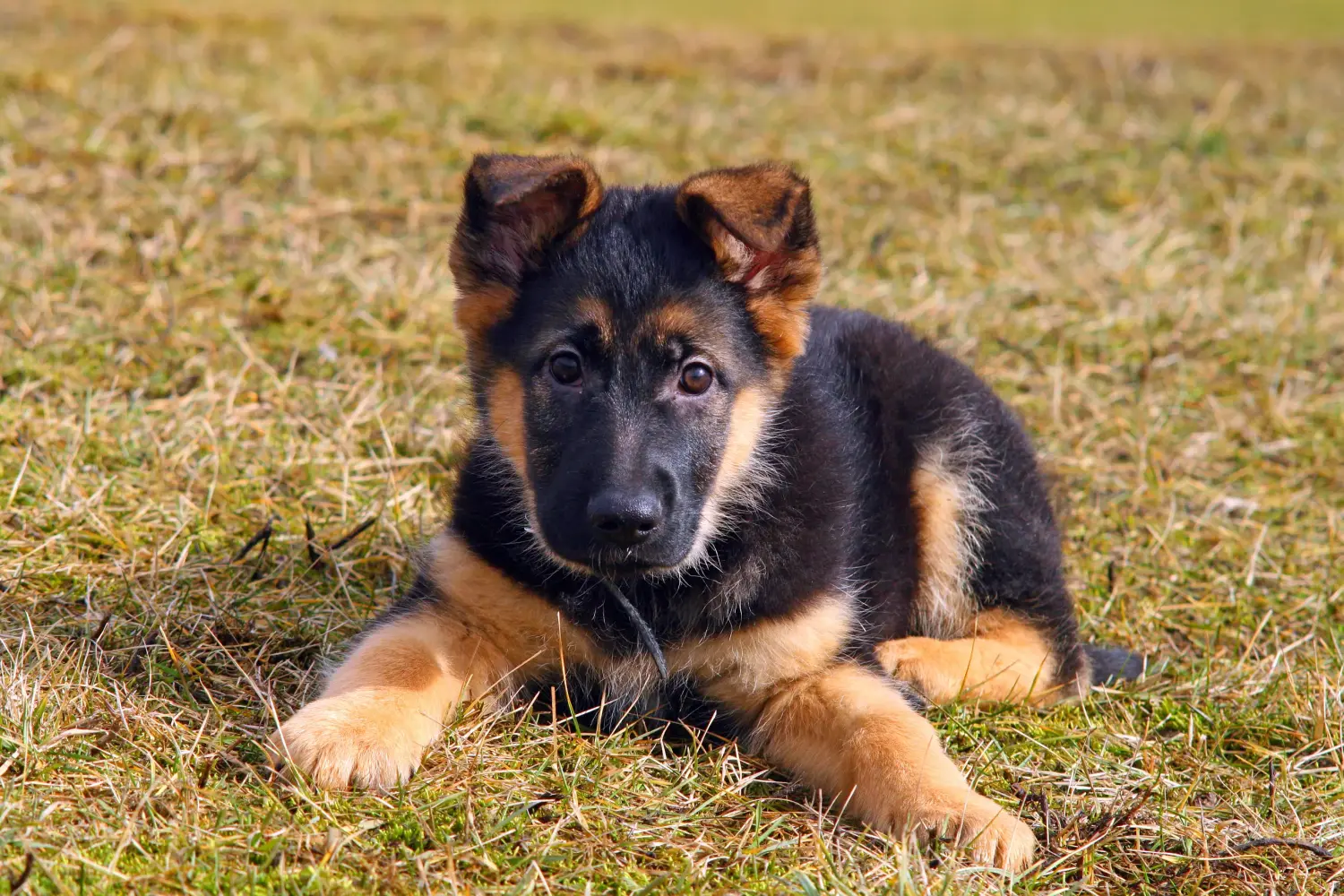 Comprar um cachorro pastor alemão significa assumir responsabilidades! Comprar cachorros de pastor alemão.