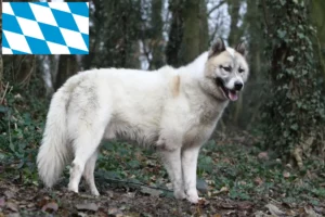 Read more about the article Criadores de cães da Gronelândia e cachorros na Baviera