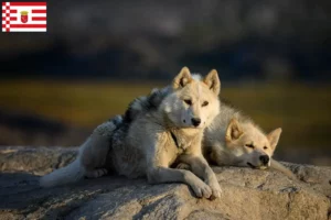 Read more about the article Criadores de cães da Gronelândia e cachorros em Bremen