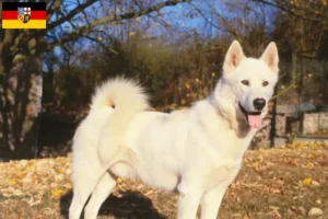 Read more about the article Criadores de cães da Gronelândia e cachorros no Sarre