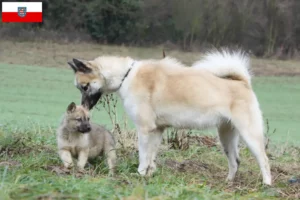 Read more about the article Criadores de cães da Gronelândia e cachorros na Turíngia