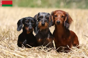 Read more about the article Criadores de Teckel e cachorros na Bielorrússia