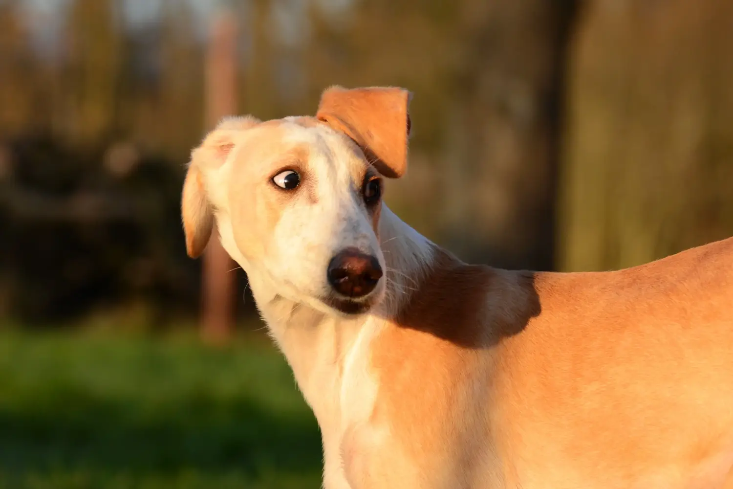 Comprar um cachorro galgo significa assumir a responsabilidade! Comprar cachorros galgos.
