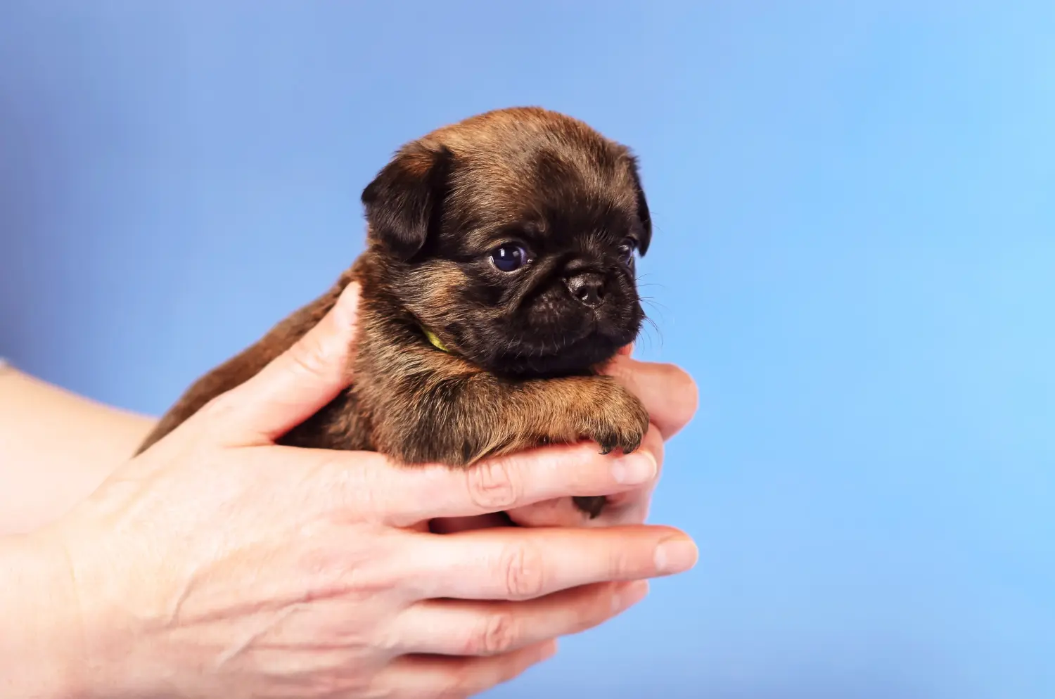 Comprar um cachorro Griffon Anão Belga significa assumir responsabilidades! Comprar cachorros Griffon Anão Belga.