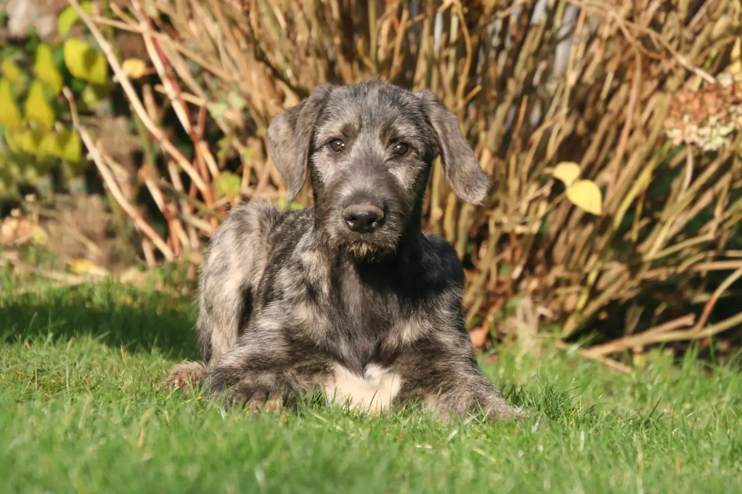 Comprar um cachorro Irish Wolfhound significa assumir responsabilidades! Comprar cachorros de Irish Wolfhound.