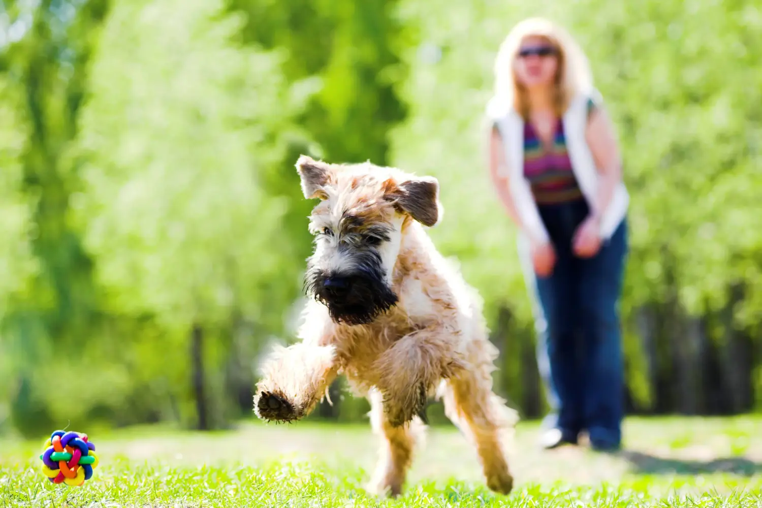 Comprar um cachorro da raça Irish Soft Coated Wheaten Terrier significa assumir responsabilidades! Comprar cachorros Wheaten Terrier revestidos de peles macias irlandeses.