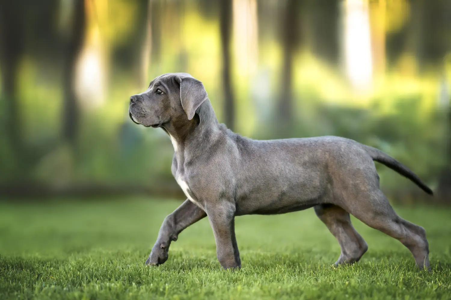 Comprar um cachorro Cane Corso Italiano significa assumir responsabilidades! Comprar cachorros Cane Corso Italiano.
