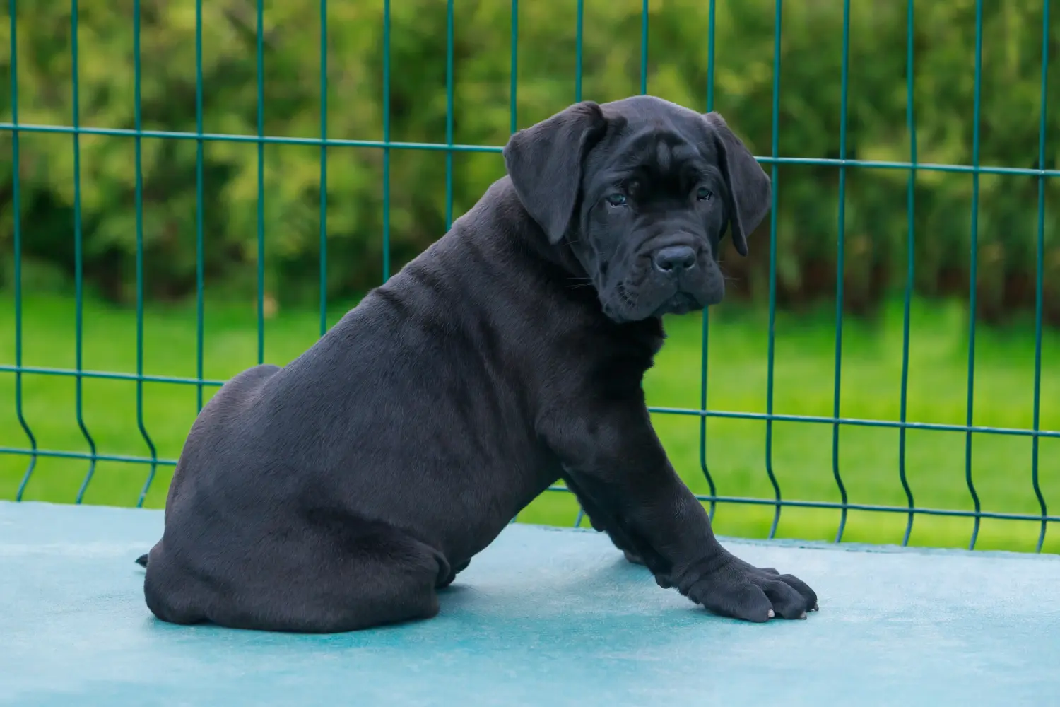 Comprar um cachorro Cane Corso Italiano significa assumir responsabilidades! Comprar cachorros Cane Corso Italiano.