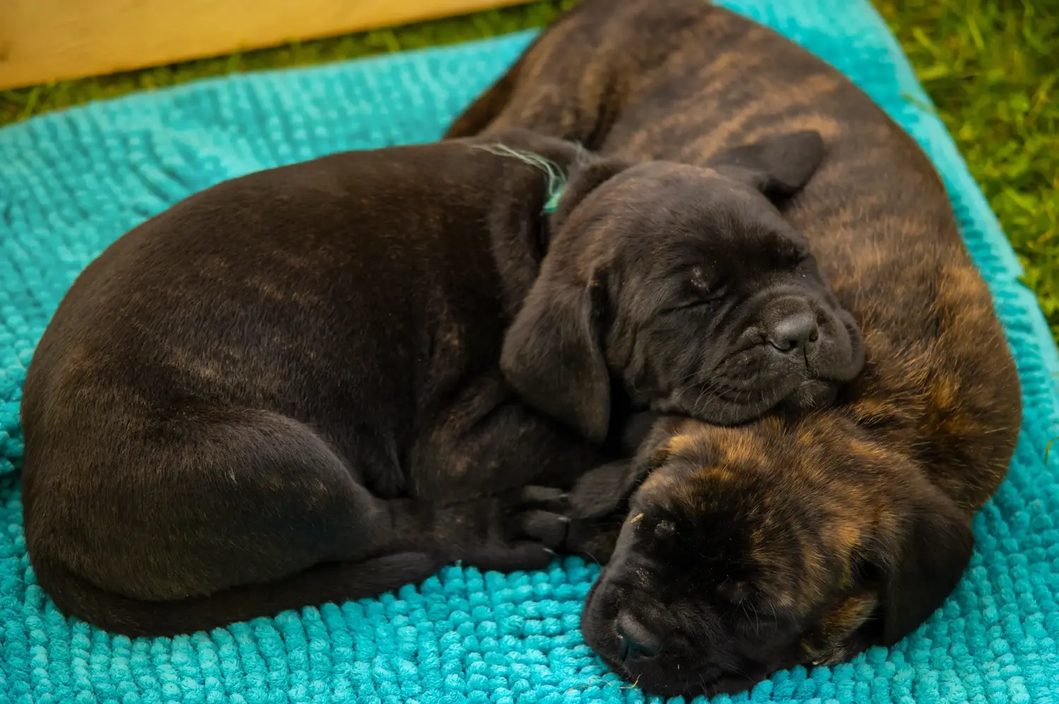 Comprar um cachorro Cane Corso Italiano significa assumir responsabilidades! Comprar cachorros Cane Corso Italiano.