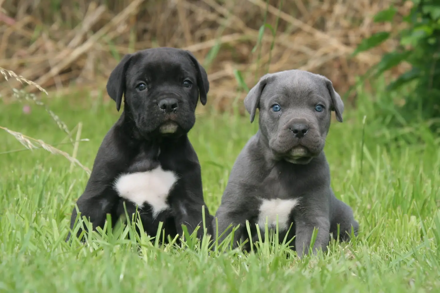 Comprar um cachorro Cane Corso Italiano significa assumir responsabilidades! Comprar cachorros Cane Corso Italiano.