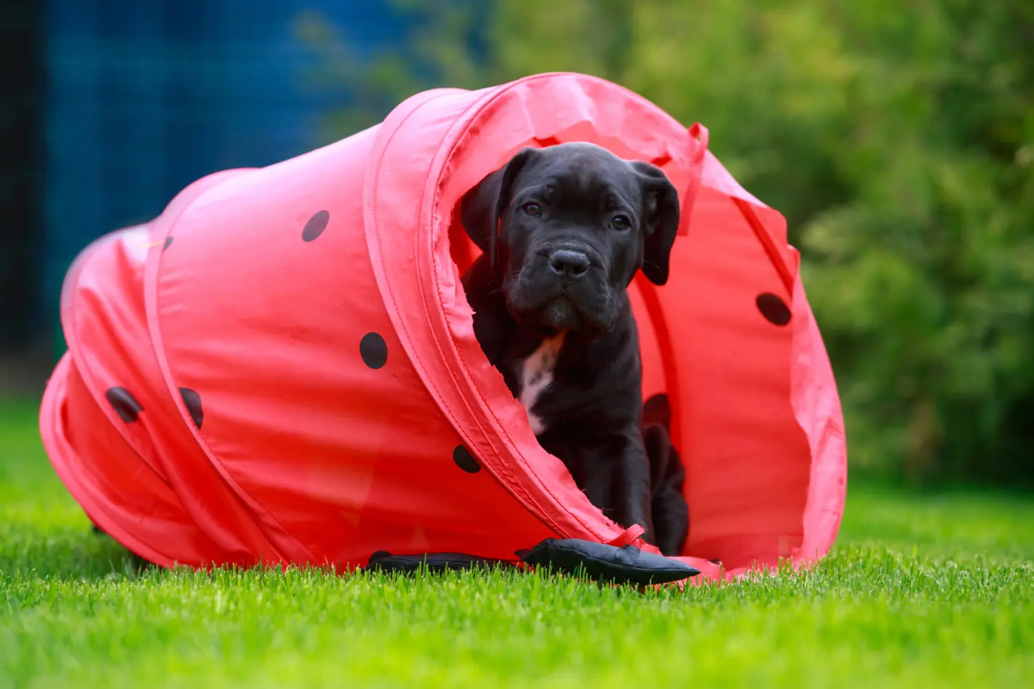 Comprar um cachorro Cane Corso Italiano significa assumir responsabilidades! Comprar cachorros Cane Corso Italiano.
