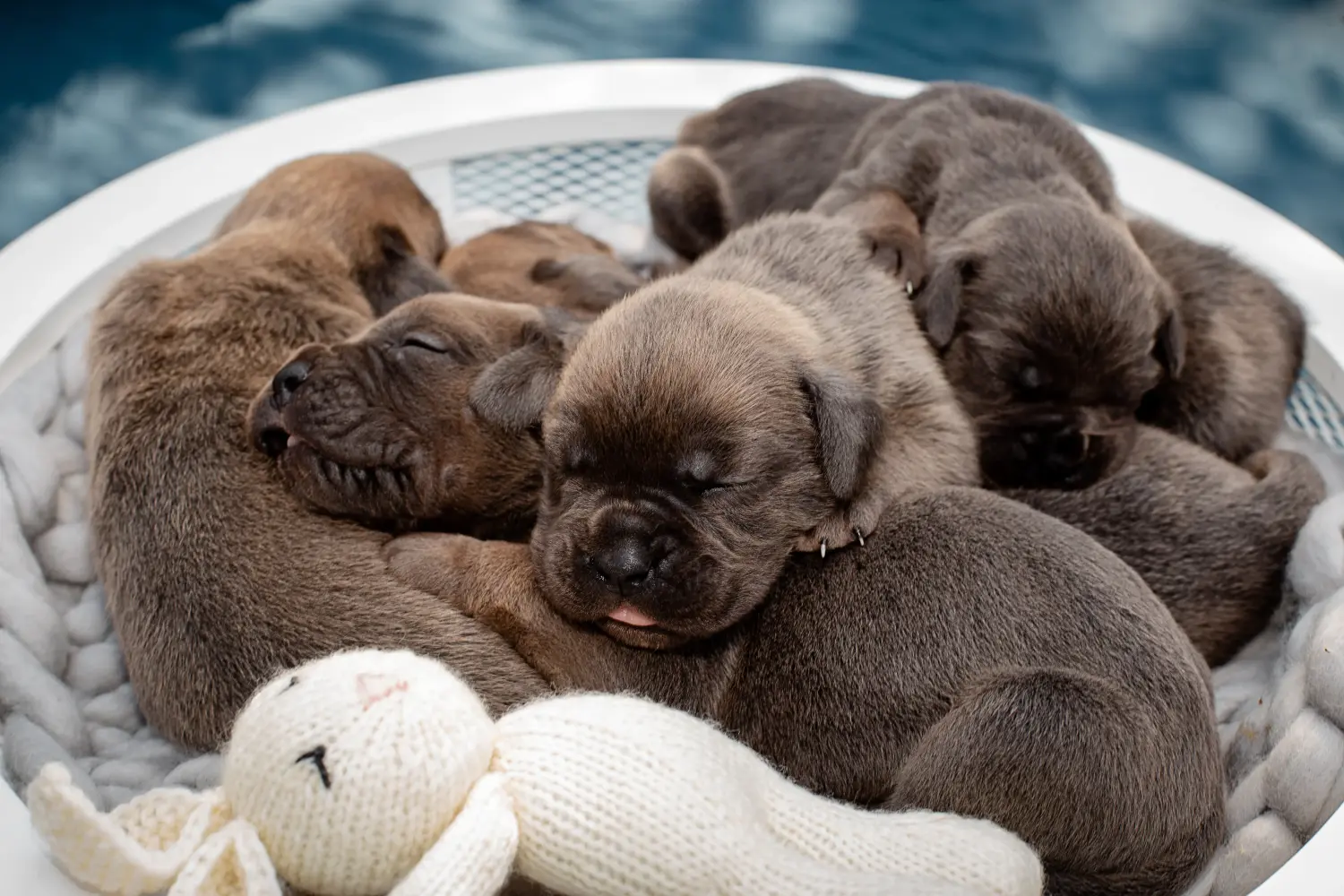 Comprar um cachorro Cane Corso Italiano significa assumir responsabilidades! Comprar cachorros Cane Corso Italiano.