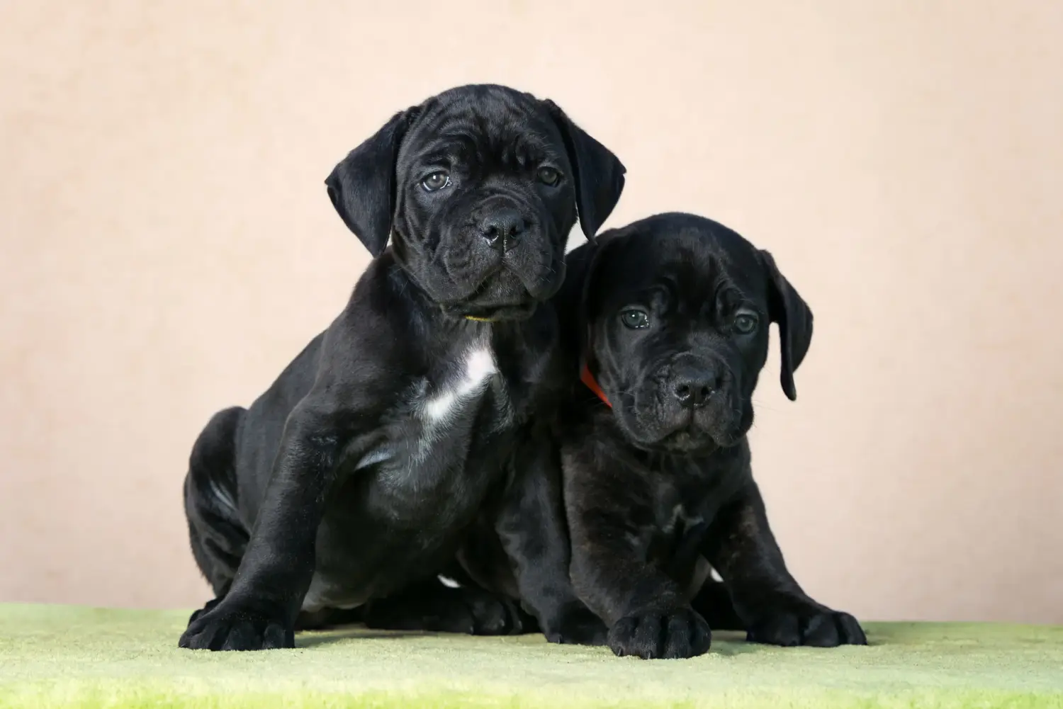 Comprar um cachorro Cane Corso Italiano significa assumir responsabilidades! Comprar cachorros Cane Corso Italiano.