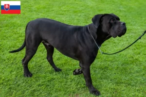 Read more about the article Criadores de Cane Corso Italiano e cachorros na Eslováquia