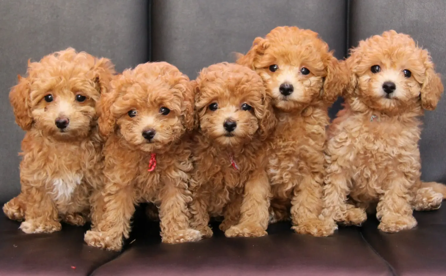 Comprar um cachorro poodle significa assumir a responsabilidade! Comprar cachorros poodle.
