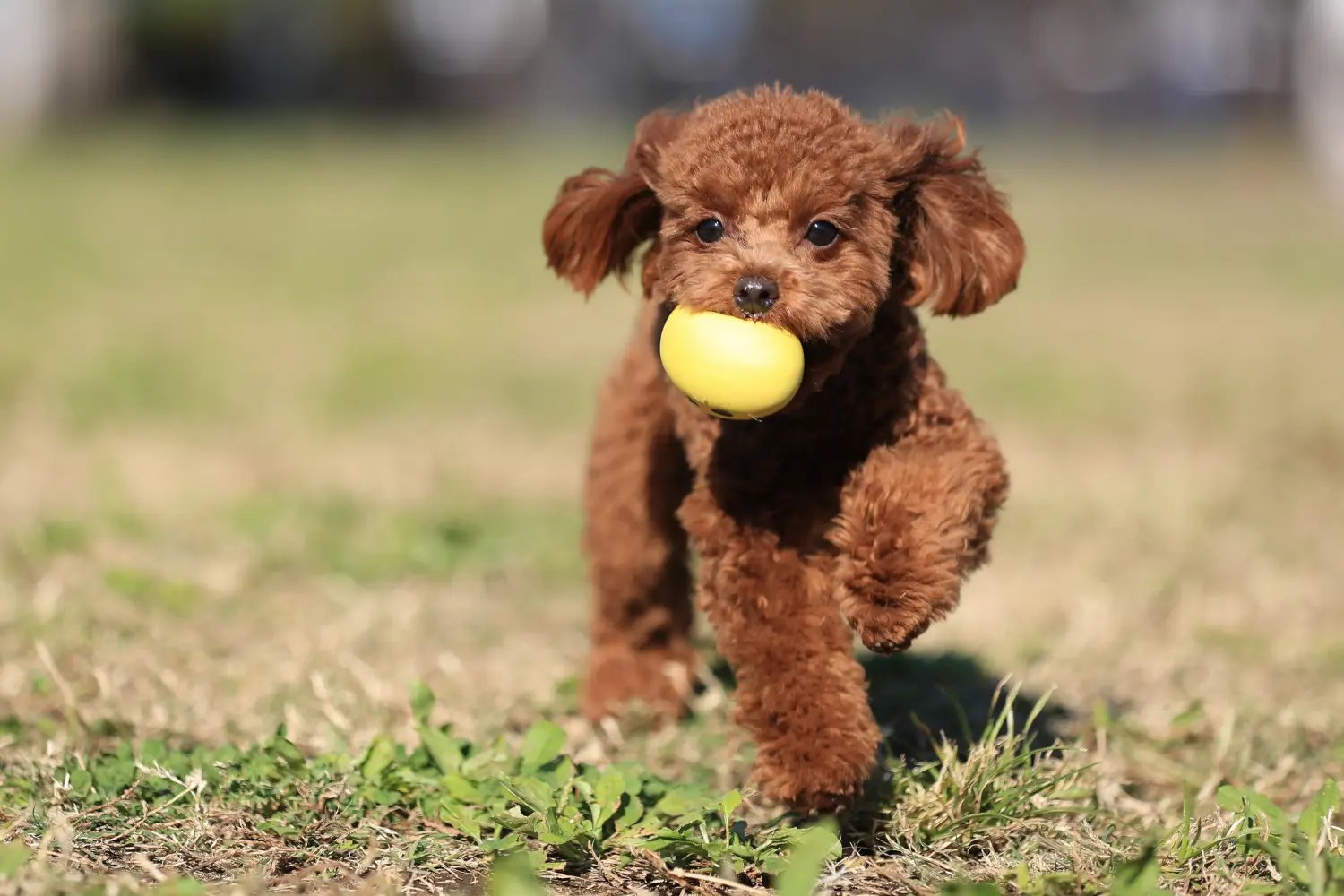 Comprar um cachorro poodle significa assumir a responsabilidade! Comprar cachorros poodle.