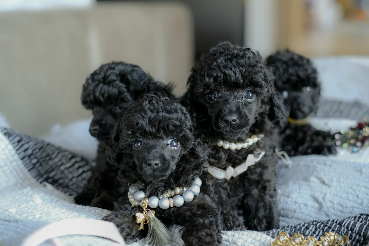 Comprar um cachorro poodle significa assumir a responsabilidade! Comprar cachorros poodle.