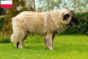 Read more about the article Cão Da Serra Da Estrela criadores e cachorros na Polónia