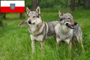 Read more about the article Criador de cães de caça checoslovacos e cachorros na Turíngia