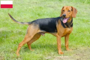Read more about the article Criadores de cães de caça sérvios e cachorros na Polónia