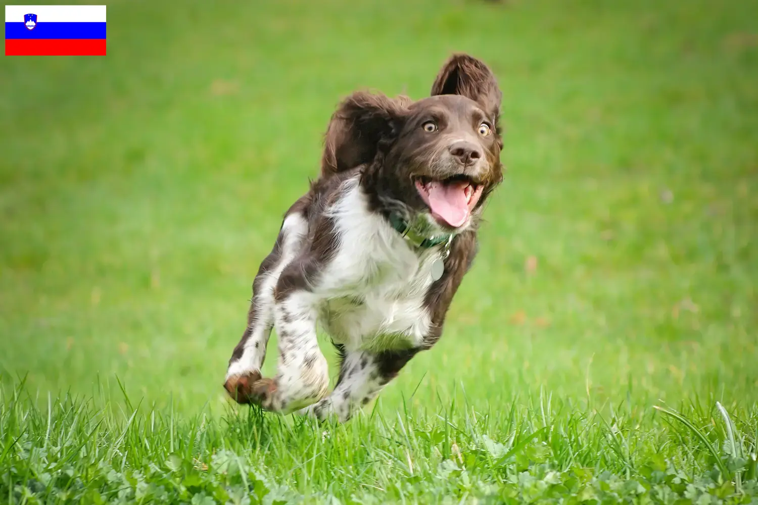 Read more about the article Criadores de cães de guarda alemães e cachorros na Eslovénia