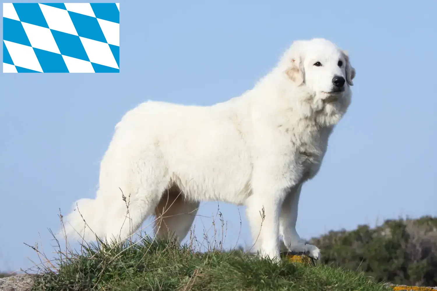 Cão de montanha dos Pirinéus cachorros e criadores Baviera Encontrar criadores de Cão de Montanha dos Pirinéus na Baviera.