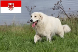 Read more about the article Criador de cães de montanha dos Pirinéus e cachorros em Brandenburg