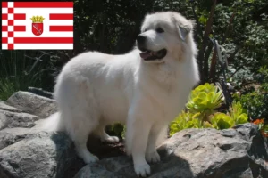 Read more about the article Cão de montanha dos Pirinéus Criador e cachorros em Bremen