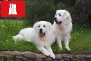 Read more about the article Criador de cães de montanha dos Pirinéus e cachorros em Hamburgo