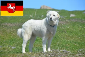 Read more about the article Criador de cães de montanha dos Pirinéus e cachorros na Baixa Saxónia