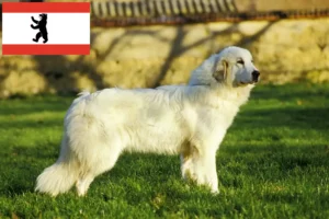 Read more about the article Criador de cães de montanha dos Pirinéus e cachorros em Berlim
