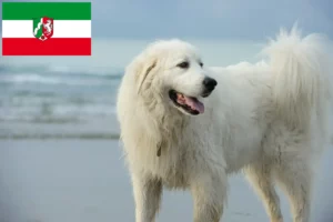 Read more about the article Criadores de cães de montanha dos Pirinéus e cachorros na Renânia do Norte-Vestefália