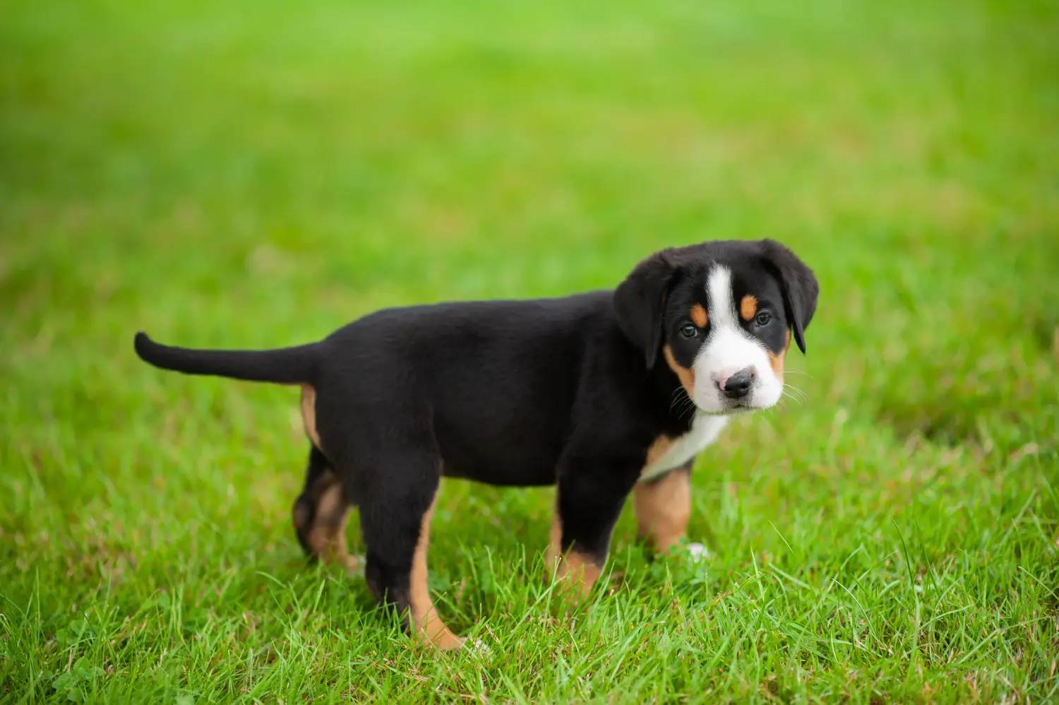 Comprar um cachorro da raça Grande Cão de Montanha Suíço significa assumir a responsabilidade! Comprar cachorros do Grande Cão das Montanhas Suíças.