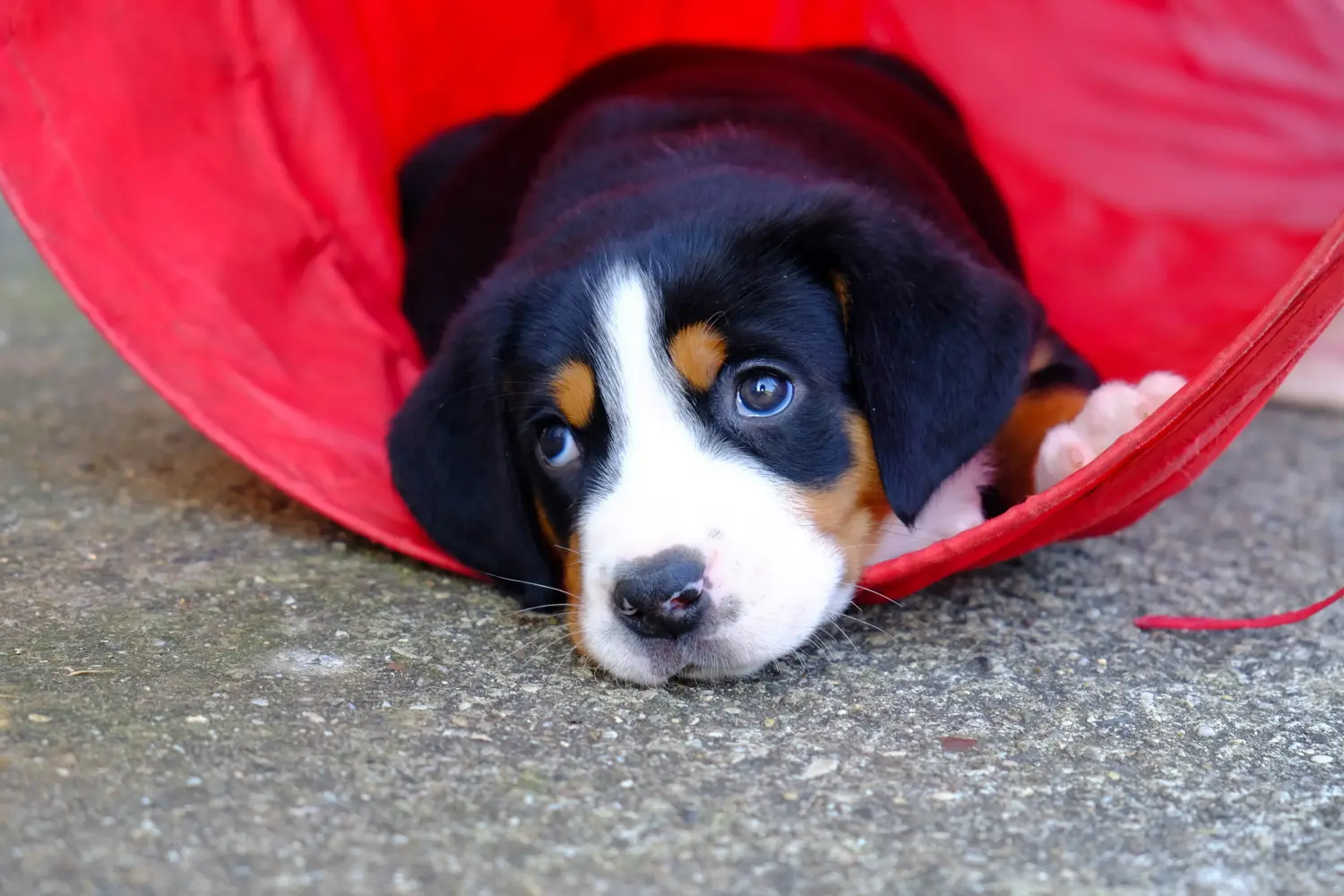 Comprar um cachorro da raça Grande Cão de Montanha Suíço significa assumir a responsabilidade! Comprar cachorros do Grande Cão das Montanhas Suíças.