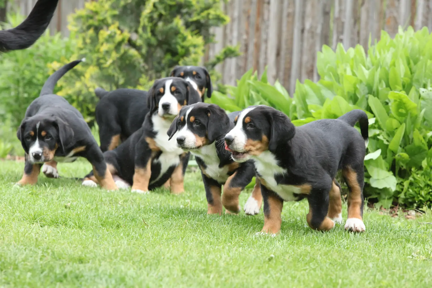 Comprar um cachorro da raça Grande Cão de Montanha Suíço significa assumir a responsabilidade! Comprar cachorros do Grande Cão das Montanhas Suíças.