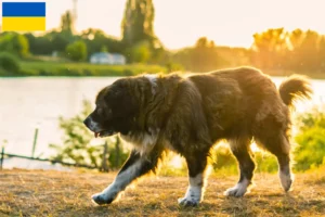 Read more about the article Criador de cães de pastor caucasiano e cachorros na Ucrânia