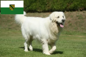 Read more about the article Criadores de Tatra Sheepdog e cachorros na Saxónia