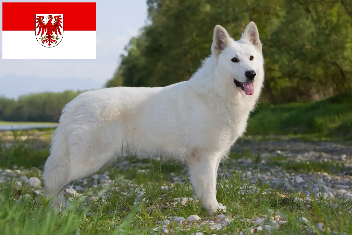 Pastor Suíço Branco Cachorros e Criador Brandenburg Aqui pode encontrar criadores de cães de pastor suíço branco em Brandenburg.