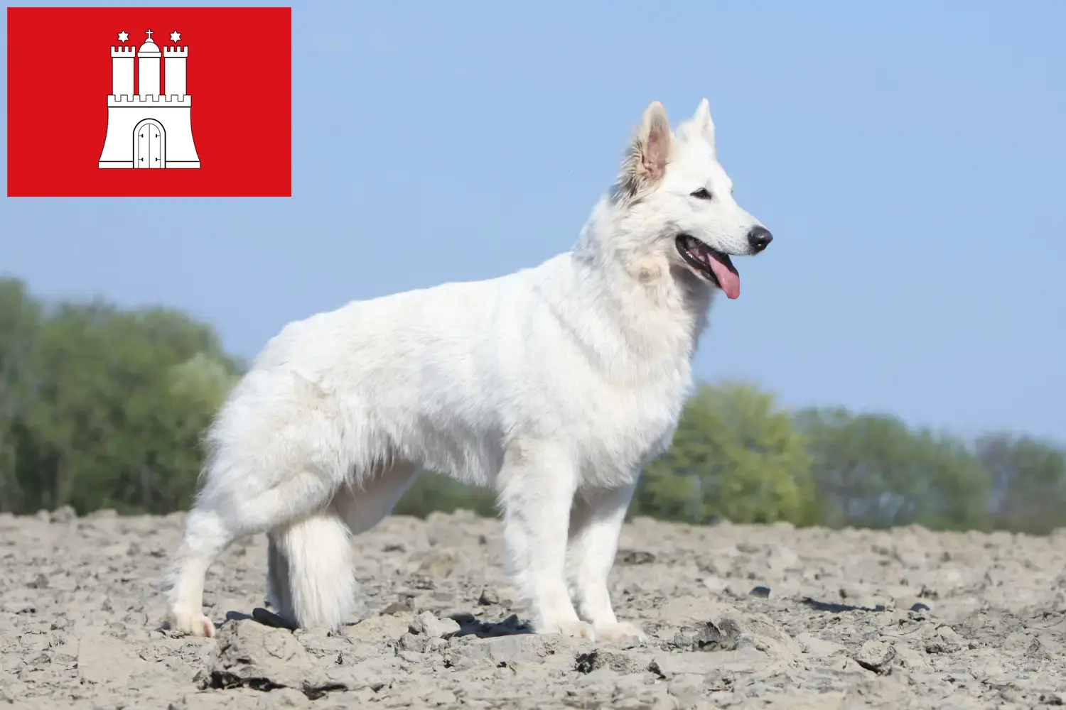 Pastor Suíço Branco Cachorros e Criador Hamburgo Aqui pode encontrar criadores de cães de pastor suíço branco em Hamburgo.