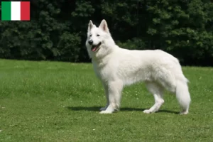 Read more about the article Criador de cães de pastor suíço branco e cachorros em Itália