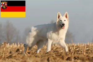 Read more about the article Criador de cães de pastor suíço branco e cachorros em Renânia-Palatinado