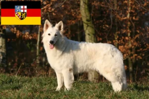 Read more about the article Cão de raça pastor suíço branco e cachorros em Saarland