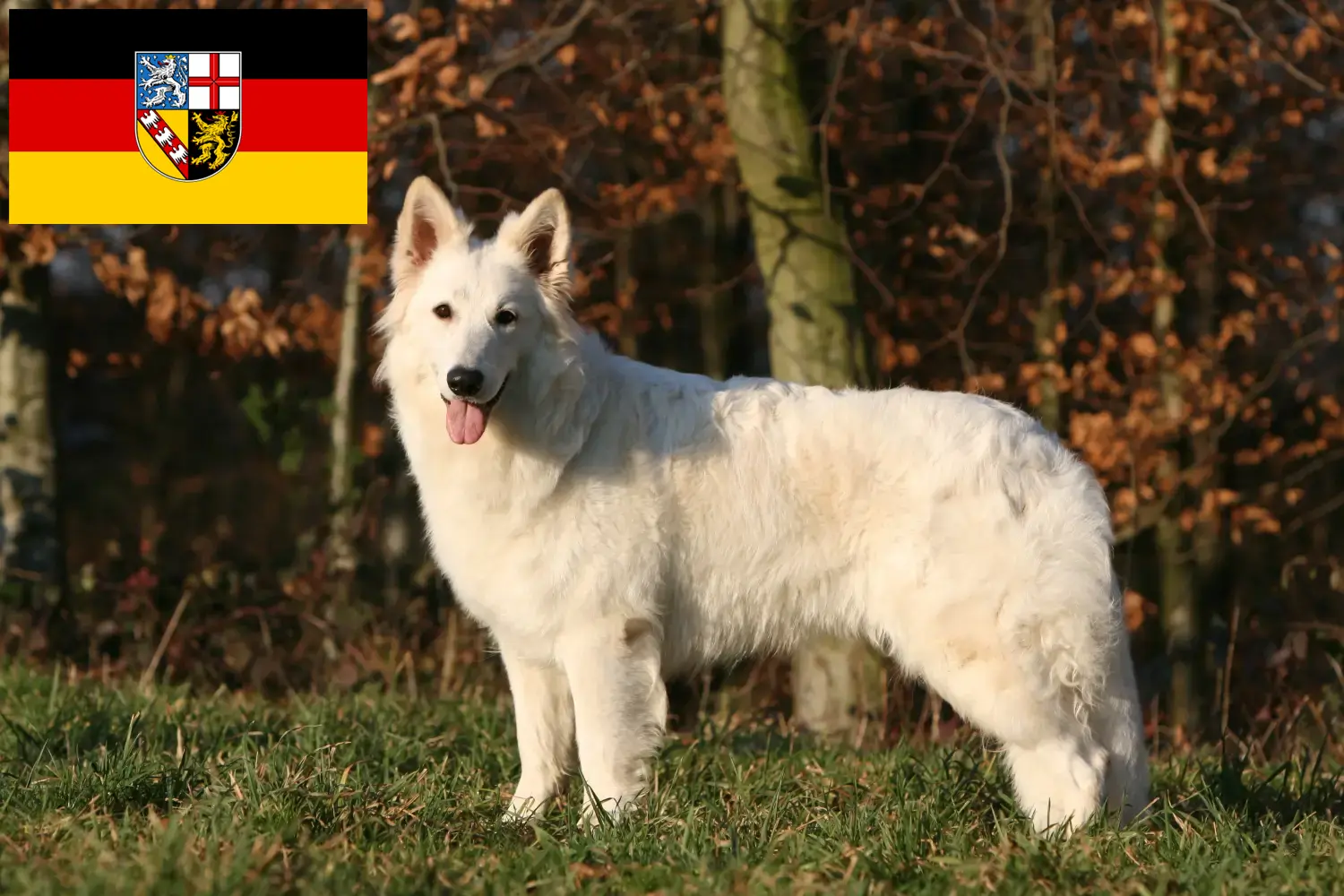 Read more about the article Cão de raça pastor suíço branco e cachorros em Saarland